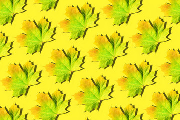 Golden autumn concept. Maple leaves pattern on yellow background. Top view. Colors of fall