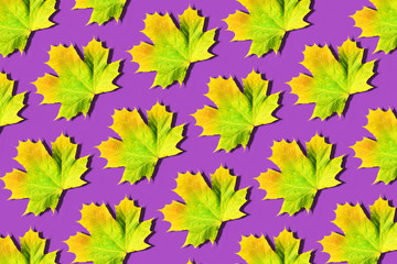 Naklejka na ściany i meble Creative layout of colorful autumn leaves. Banner with yellow, green, orange maple leaves pattern on violet background. Top view. Flat lay. Season concept.