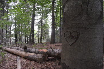 Świętokrzyski Park Narodowy ,św Krzyż ,bory, drzew, charakter, drzew, krajobraz, zieleń, drewna, sosna, drewna, lato, droga, słońce, mech, okolica, las, feuille
