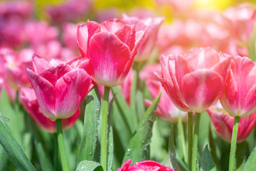 Search photos tulips