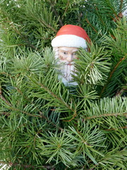 Santa Claus in the fir forest. A little garden gnome in Santa Claus costume hides in the forest...