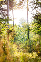 Obraz premium Wild and native part of black forest, trees and sunshine background