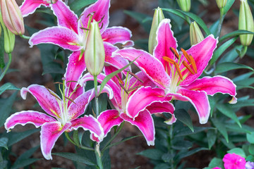 Lily or Lilies flower.