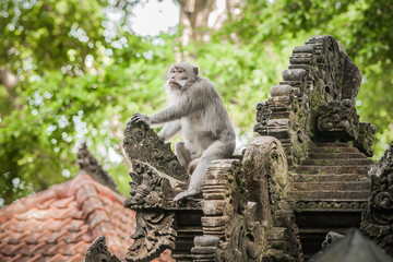 Alpha male monkey dominates in the sacred monkey forest