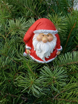 Santa Claus in the fir forest. A little garden gnome in Santa Claus costume hides in the forest between pine branches.