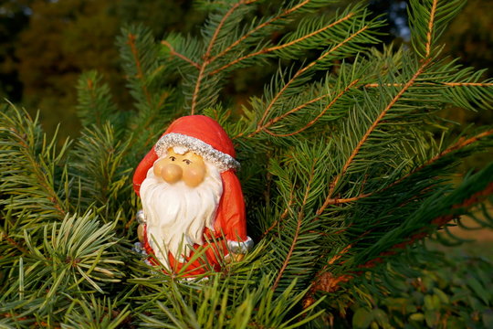 Santa Claus in the fir forest. A little garden gnome in Santa Claus costume hides in the forest between pine branches.