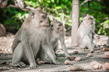 Naklejka na ściany i meble Photo of monkey family at Sacred monkey forest in Ubud