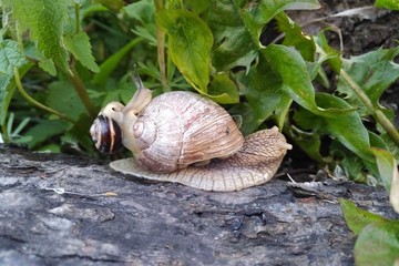 snail, nature, wood, leafs, animal, ślimak, shell, © Joanna