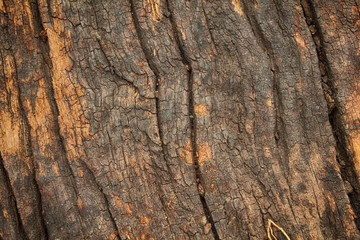Dark brown bark and Old wood pattern