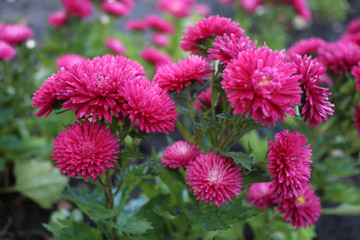 The first autumn pink chrysanthemums with dew drops.