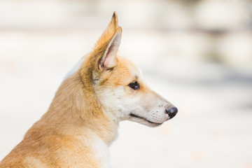 Naklejka na ściany i meble Young dog of breed a husky (laika) to profile_