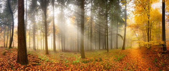 Misty autumn forest with beautiful rays of soft light - obrazy, fototapety, plakaty