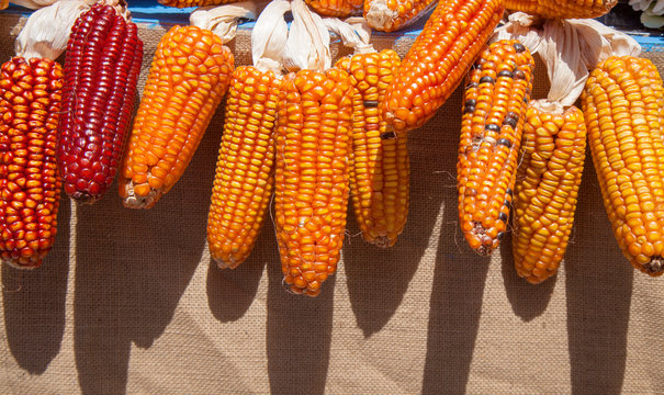 dried corn background