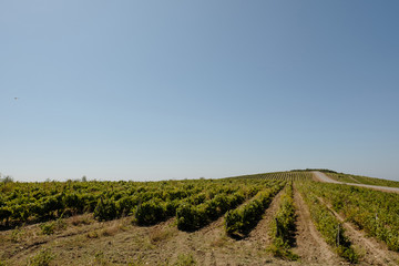 Fototapeta na wymiar Green summer vineyard. Organic winery. winemaking. Copy space