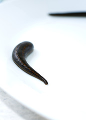 hirudotherapy, medical leech on a white background