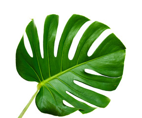big dark green leaf of monstera plant © Tamara Kulikova