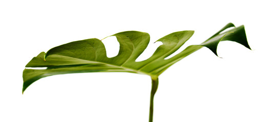 big dark green leaf of monstera plant