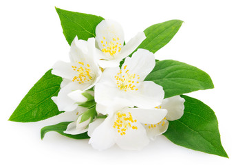 Fototapeta premium Fresh jasmine on white background