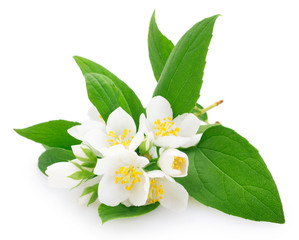 Fresh jasmine on white background