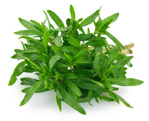 Fresh thyme on white background