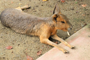 動物園のマーラ