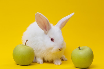 rabbit with the apple