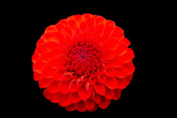Blumen