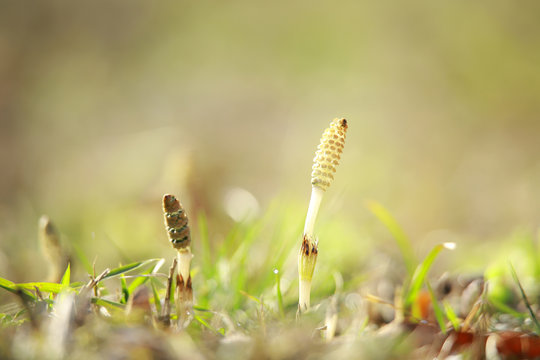 10 148 最適な つくし 画像 ストック写真 ベクター Adobe Stock