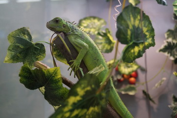 iguana on a branch