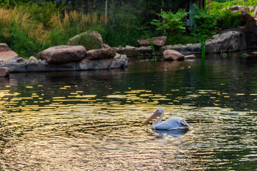 Great white pelicans (Pelecanus onocrotalus) also known as the eastern white pelican, rosy pelican or white pelican swimming in a lake