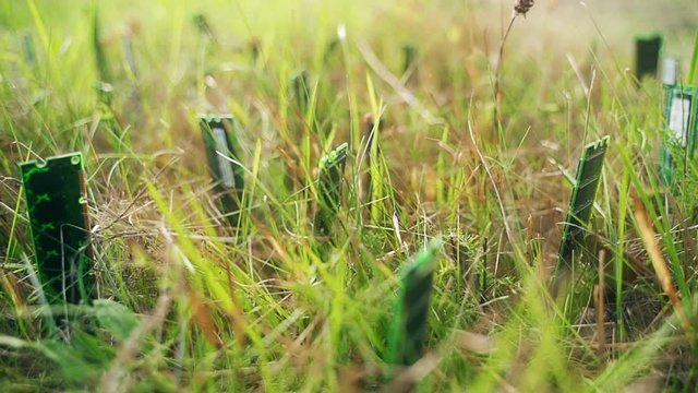 Technology blending with nature. Futuristic concept of farm or e-waste. Computer parts RAM (Random access memory) are growing in ground between grass.
