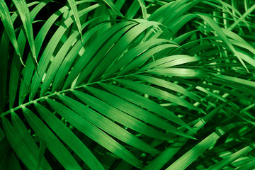 Fototapeta na wymiar Dark palm leaves that are natural for the background.