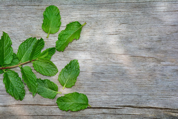 Fresh peppermint leaves on bright old wood with copy space
