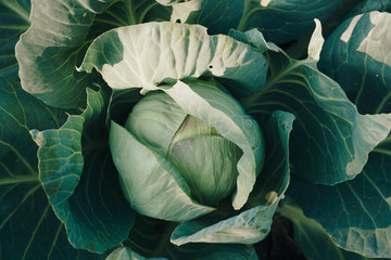 head of cabbage in a garden close-up