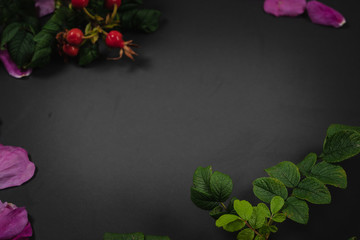 Dog rose, rosehip branch with berries, briar leaves