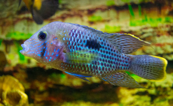 Electric Blue Acara Cichlid Fish aquarium fish