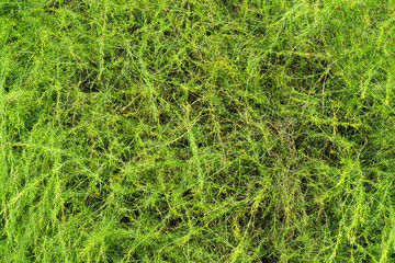 Asparagus setaceus, asparagus or lace fern. Natural green background