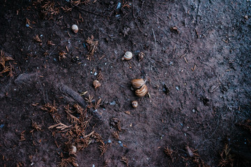  a group of snails on the ground under a tree