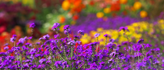 Naklejka premium Blooming garden concept, flowerbed, panoramic view. Phlox subulata, creeping or moss phlox in the foreground