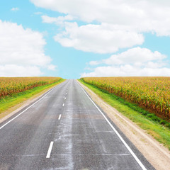 Corn fields along the road, blue sky