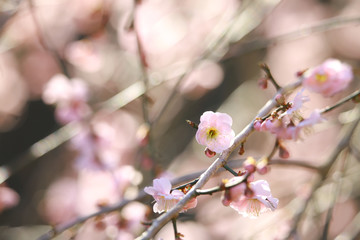 梅の花
