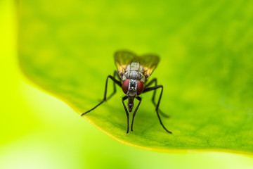 Exotic Drosophila Fruit Fly Diptera Parasite Insect on Plant Leaf Macro