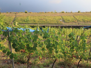 Weinhang an der Dresdner Elbe