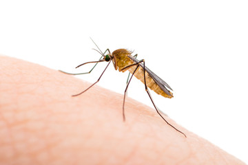 Encephalitis, Yellow Fever, Malaria Disease, Mayaro or Zika Virus Infected Culex Mosquito Parasitic Insect Isolated on White Background