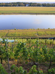 Weinhang an der Dresdner Elbe