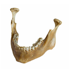 Human jaw isolated