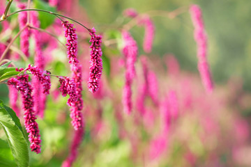 Persicaria or Polygonum hydropiper, smartweed, water pepper or marshpepper knotweed, pink flowers, blur background