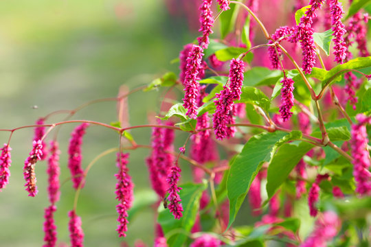 Persicaria or Polygonum hydropiper, smartweed, water pepper or marshpepper knotweed, pink flowers