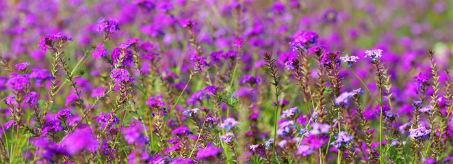 Phlox subulata, creeping or moss phlox, mountain phlox. Small flowers bloom in purple. Garden concept, panoramic view