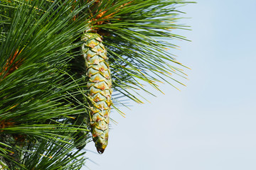 Pinus strobus,  white pine, weymouth or soft pine. Branch and resinous bump, cone against the blue sky